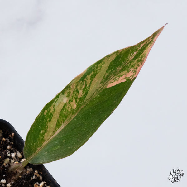 Philodendron 'Princess of Fire' (wk36-M)