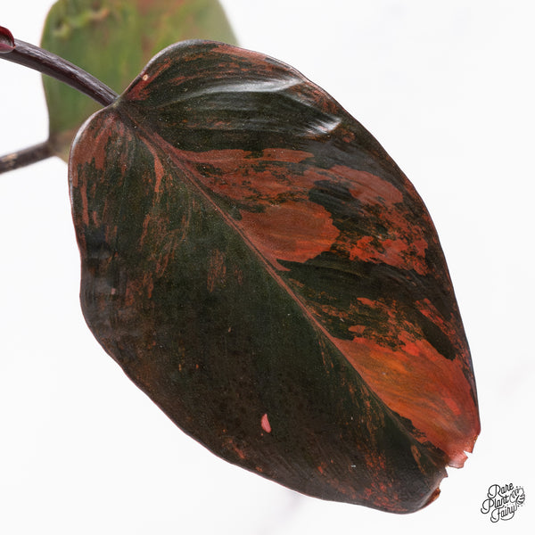 Philodendron 'Princess of Fire' (wk37-M)