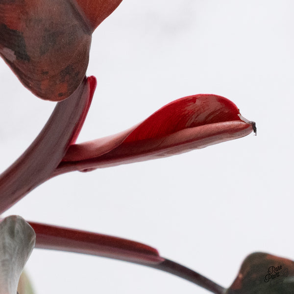 Philodendron 'Princess of Fire' (wk37-M)