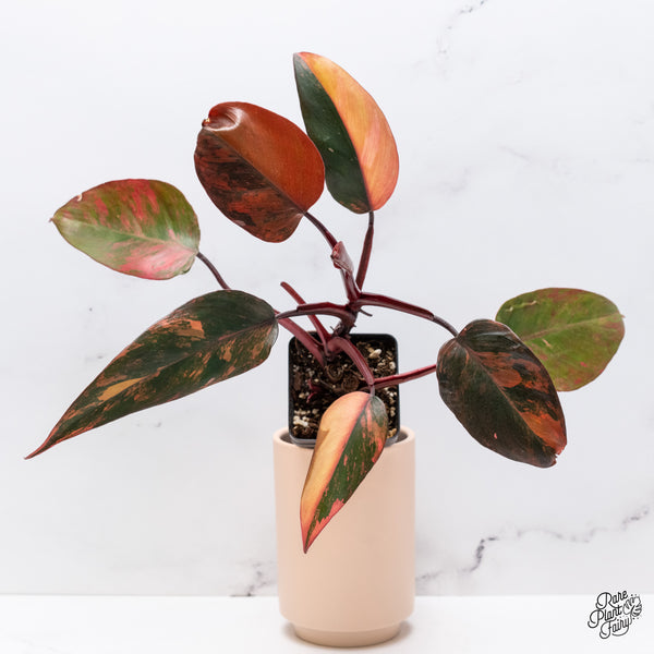 Philodendron 'Princess of Fire' (wk37-M)