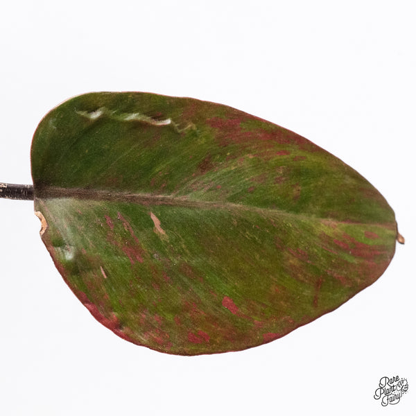 Philodendron 'Princess of Fire' (wk37-M)