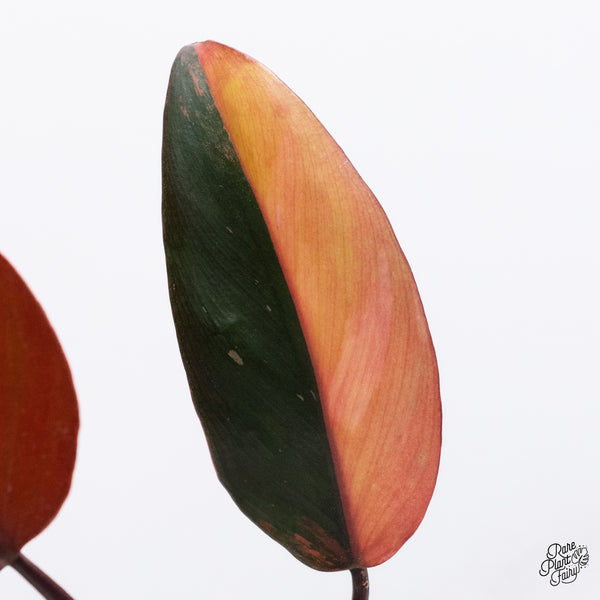 Philodendron 'Princess of Fire' (wk37-M)