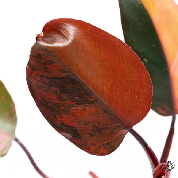 Philodendron 'Princess of Fire' (wk37-M)