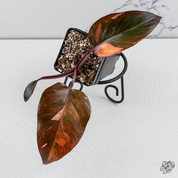 Philodendron 'Princess of Fire' (wk47-G)