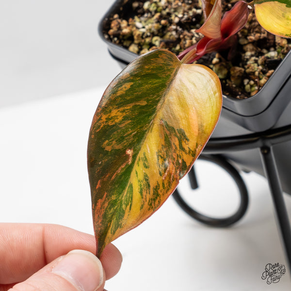 Philodendron 'Princess of Fire' (wk50-D)