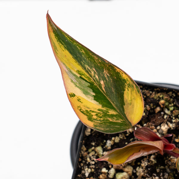 Philodendron 'Princess of Fire' (wk50-D)