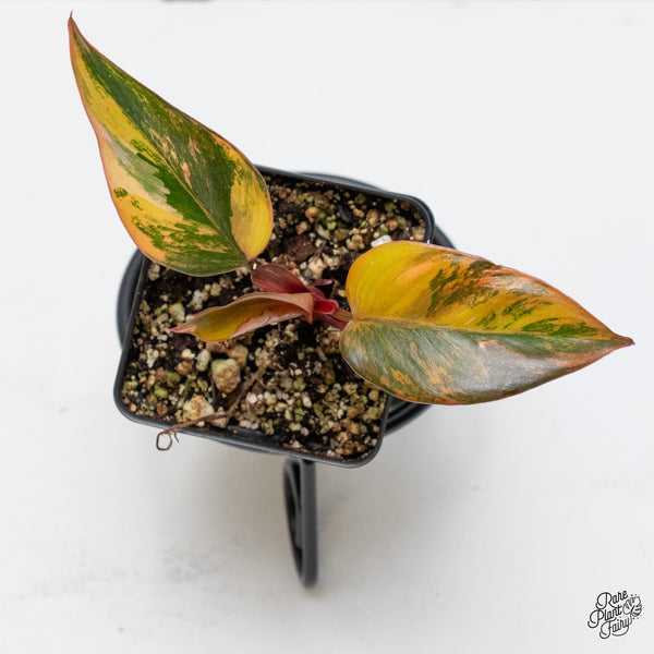 Philodendron 'Princess of Fire' (wk50-D)