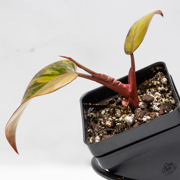 Philodendron 'Princess of Fire' (wk51-N)