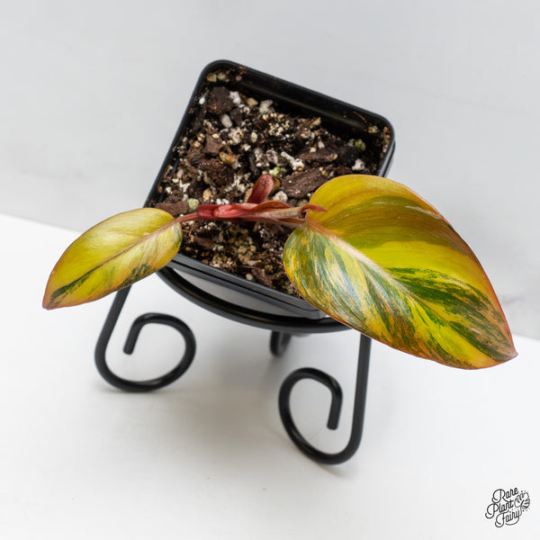 Philodendron 'Princess of Fire' (wk51-N)