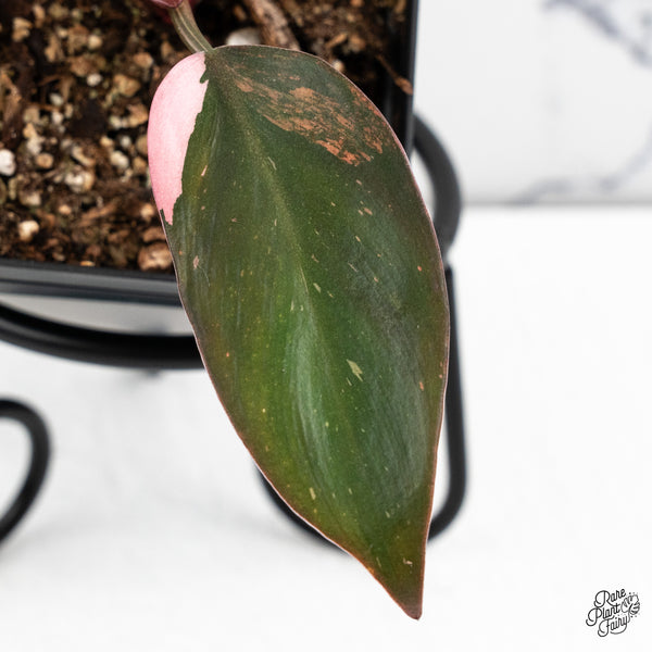 Philodendron 'Princess of Fire' (wk52-A)