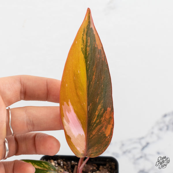 Philodendron 'Princess of Fire' (wk52-A)