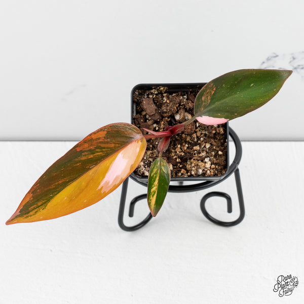 Philodendron 'Princess of Fire' (wk52-A)