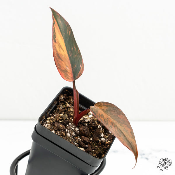 Philodendron 'Princess of Fire' (w6-B)