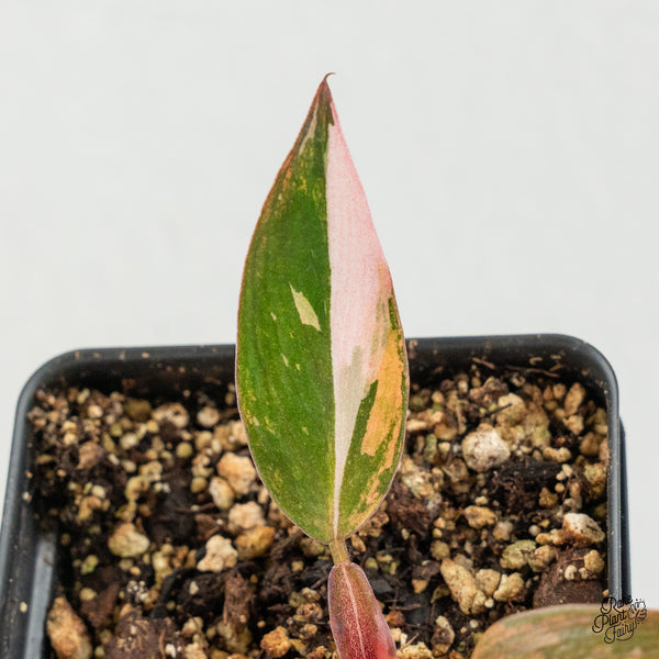 Philodendron 'Princess of Fire' (w6-C)