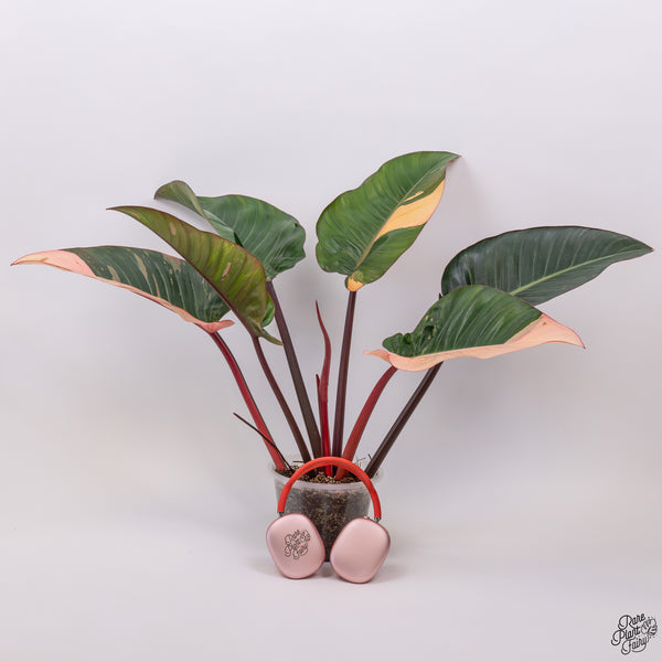 Philodendron 'Red Congo' Variegated (wk33-T)