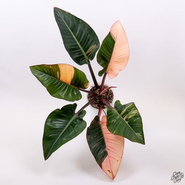 Philodendron 'Red Congo' Variegated (wk33-T)