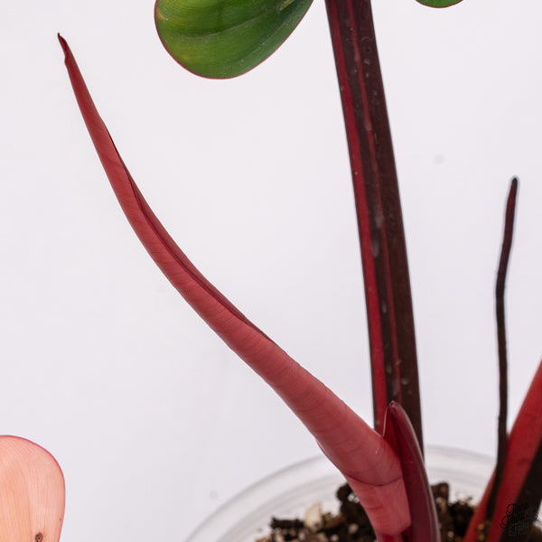 Philodendron 'Red Congo' Variegated (wk33-T)