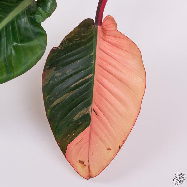 Philodendron 'Red Congo' Variegated (wk33-T)