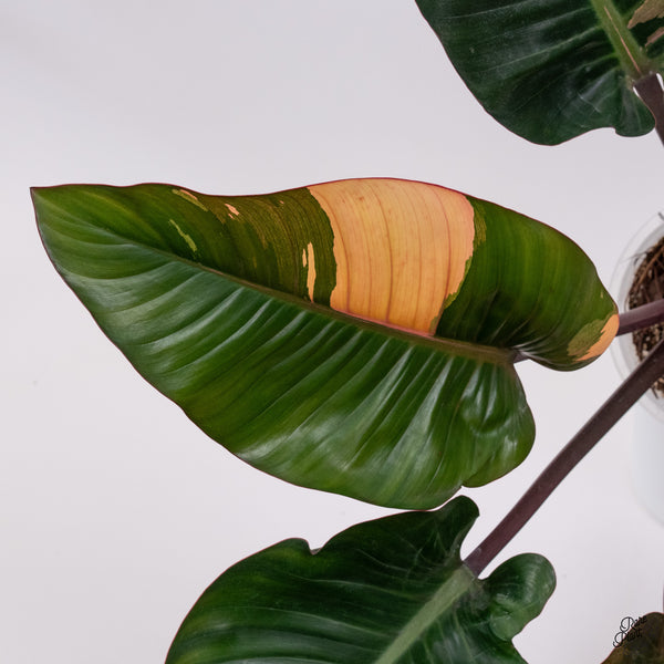 Philodendron 'Red Congo' Variegated (wk33-T)