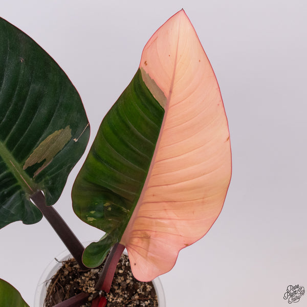 Philodendron 'Red Congo' Variegated (wk33-T)