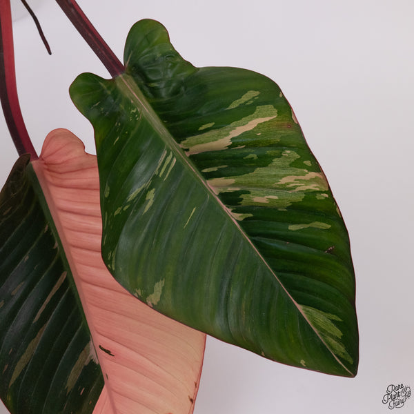 Philodendron 'Red Congo' Variegated (wk33-T)