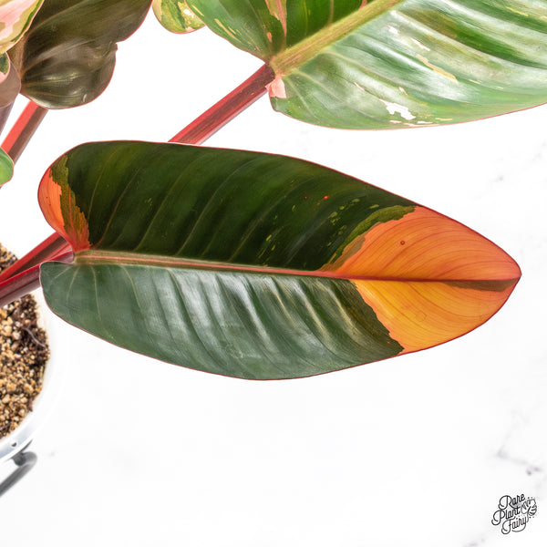 Philodendron 'Red Congo' Variegated (wk45-L) *XL*