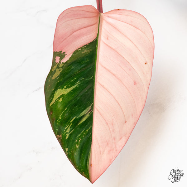 Philodendron 'Red Congo' Variegated (wk49-UE)