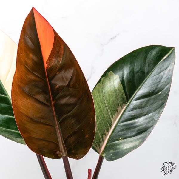 Philodendron 'Red Congo' Variegated (wk51-UJ)