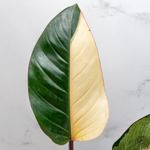 Philodendron 'Red Congo' Variegated (wk51-UJ)