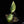 Philodendron 'Silver Sword' Variegated (wk32-K)