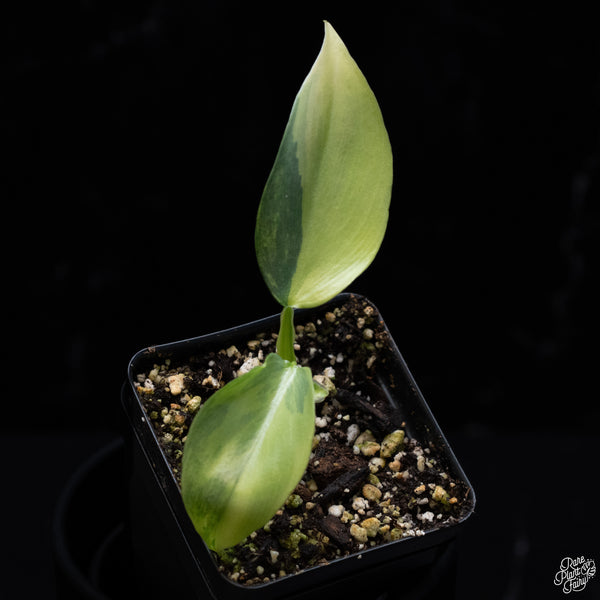 Philodendron 'Silver Sword' Variegated (wk32-K)