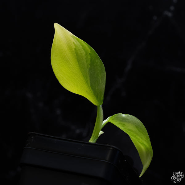 Philodendron 'Silver Sword' Variegated (wk32-K)