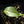 Philodendron 'Silver Sword' Variegated (wk32-K)