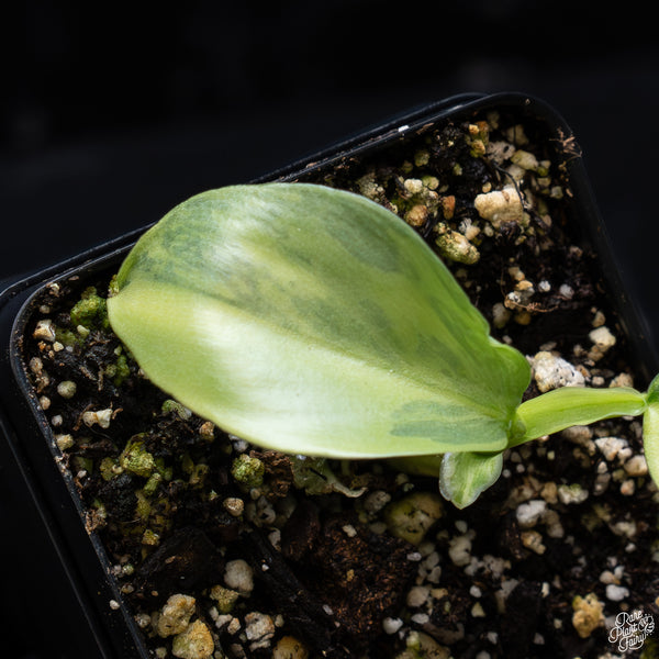 Philodendron 'Silver Sword' Variegated (wk32-K)