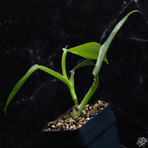 Philodendron 'Silver Sword' Variegated (wk32-L)