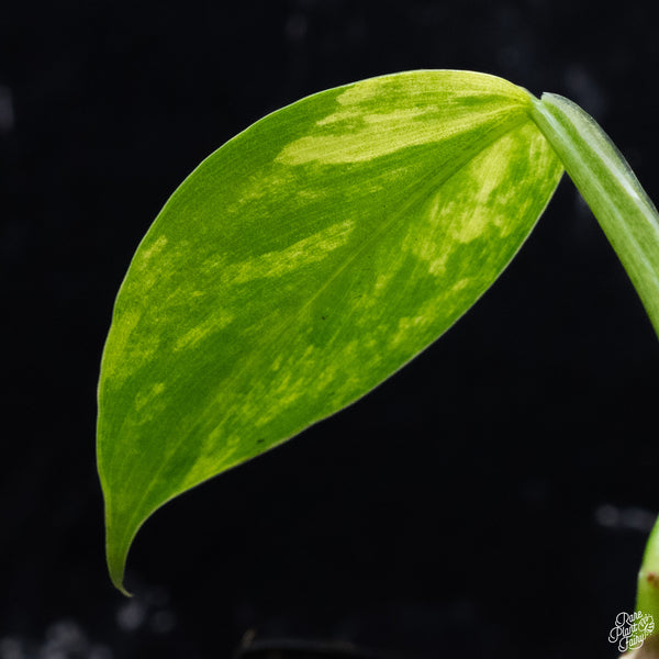 Philodendron 'Silver Sword' Variegated (wk32-L)