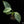 Philodendron 'Silver Sword' Variegated (wk32-L)
