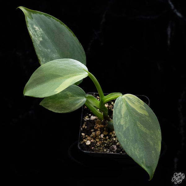 Philodendron 'Silver Sword' Variegated (wk32-L)