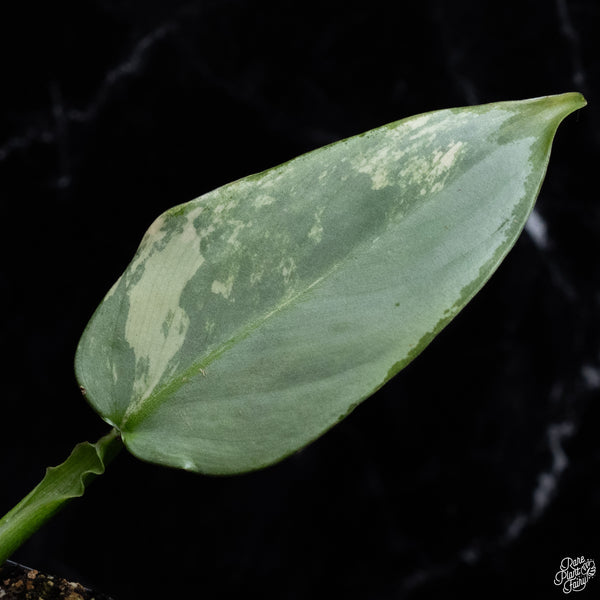 Philodendron 'Silver Sword' Variegated (wk32-L)