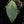Philodendron 'Silver Sword' Variegated (wk32-L)