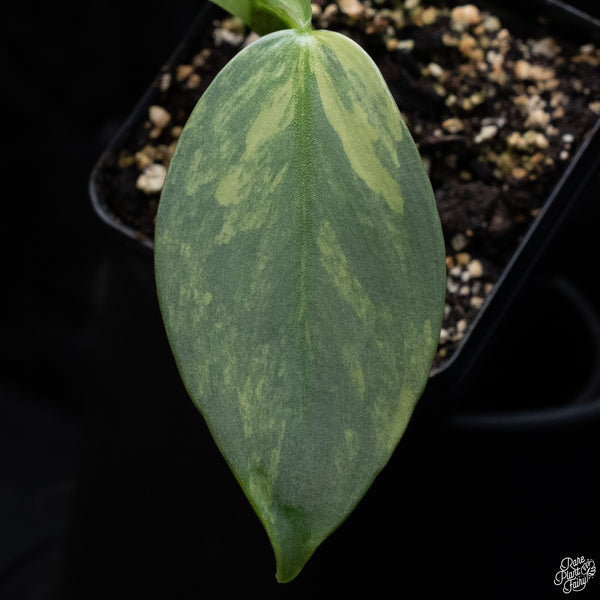 Philodendron 'Silver Sword' Variegated (wk32-L)