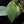 Philodendron 'Silver Sword' Variegated (wk32-L)