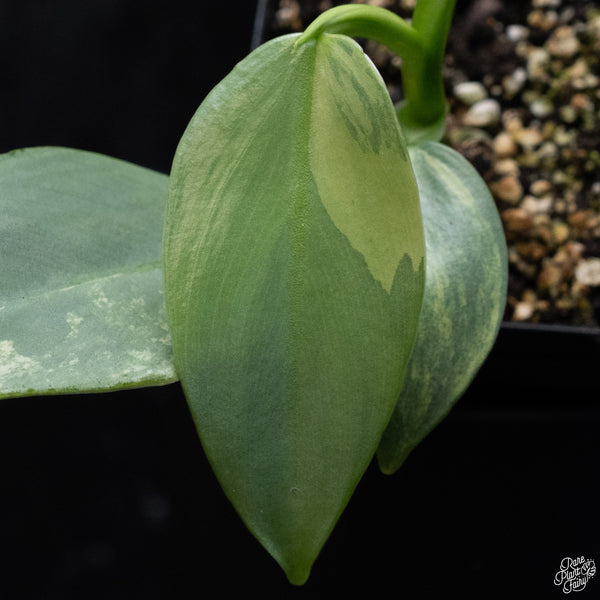 Philodendron 'Silver Sword' Variegated (wk32-L)