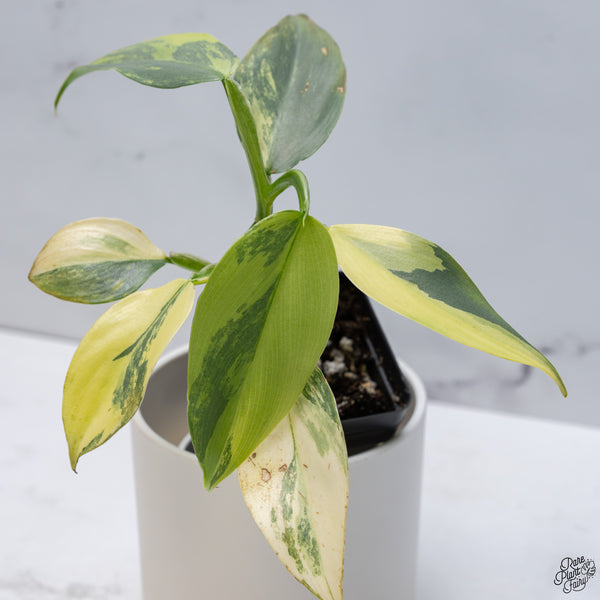 Philodendron 'Silver Sword' Variegated (wk33-C)