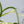 Philodendron 'Silver Sword' Variegated (wk33-C)