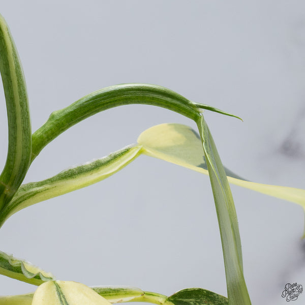Philodendron 'Silver Sword' Variegated (wk33-C)