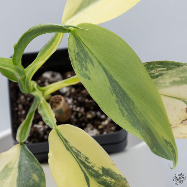 Philodendron 'Silver Sword' Variegated (wk33-C)