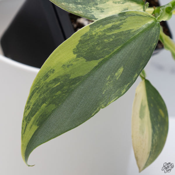 Philodendron 'Silver Sword' Variegated (wk33-C)