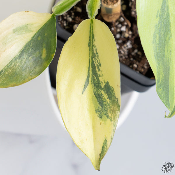 Philodendron 'Silver Sword' Variegated (wk33-C)