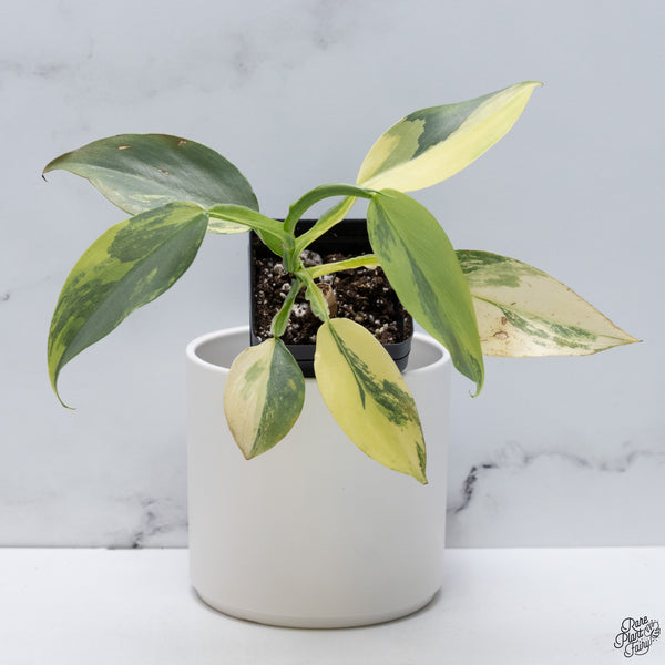Philodendron 'Silver Sword' Variegated (wk33-C)